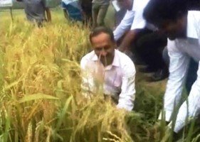 brri dhan64 field day at ranpur