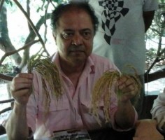 new rice variety in Maulvibazar