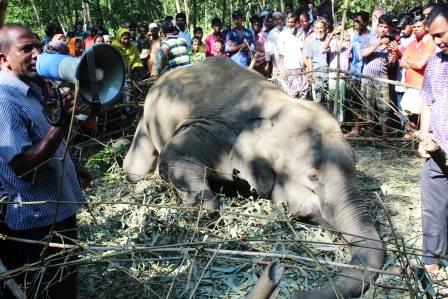 sherpur-dead-elephant-post-mortem